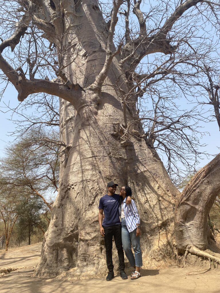 baobab tree at bandia reserve