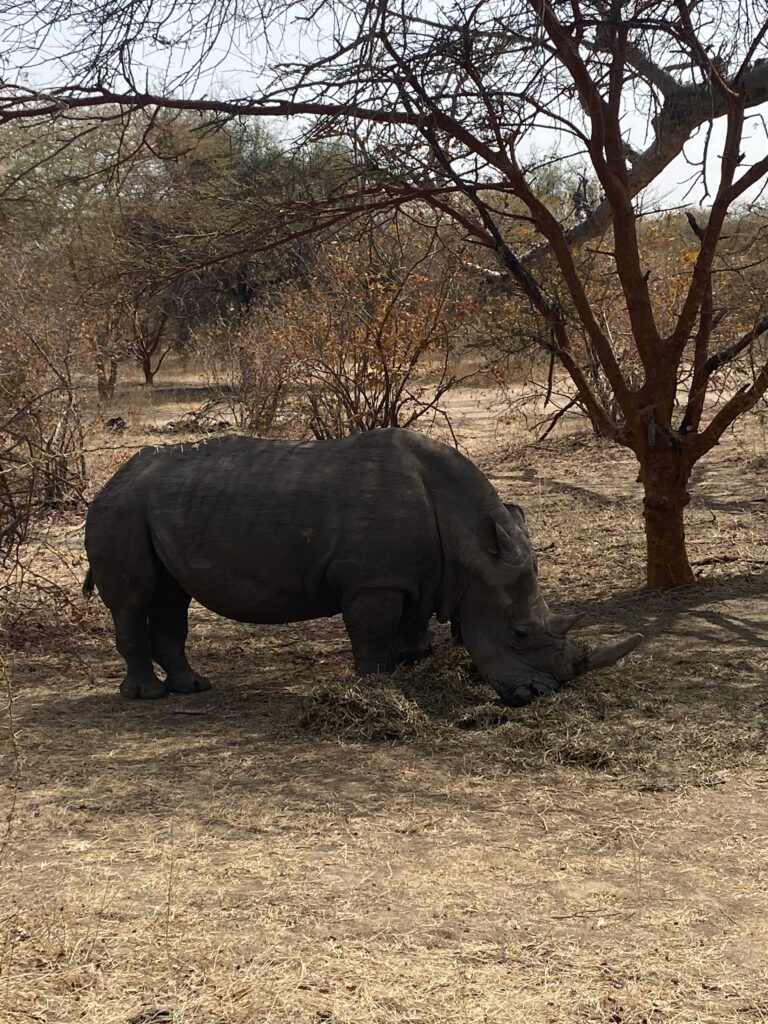 rhino at bandia reserve