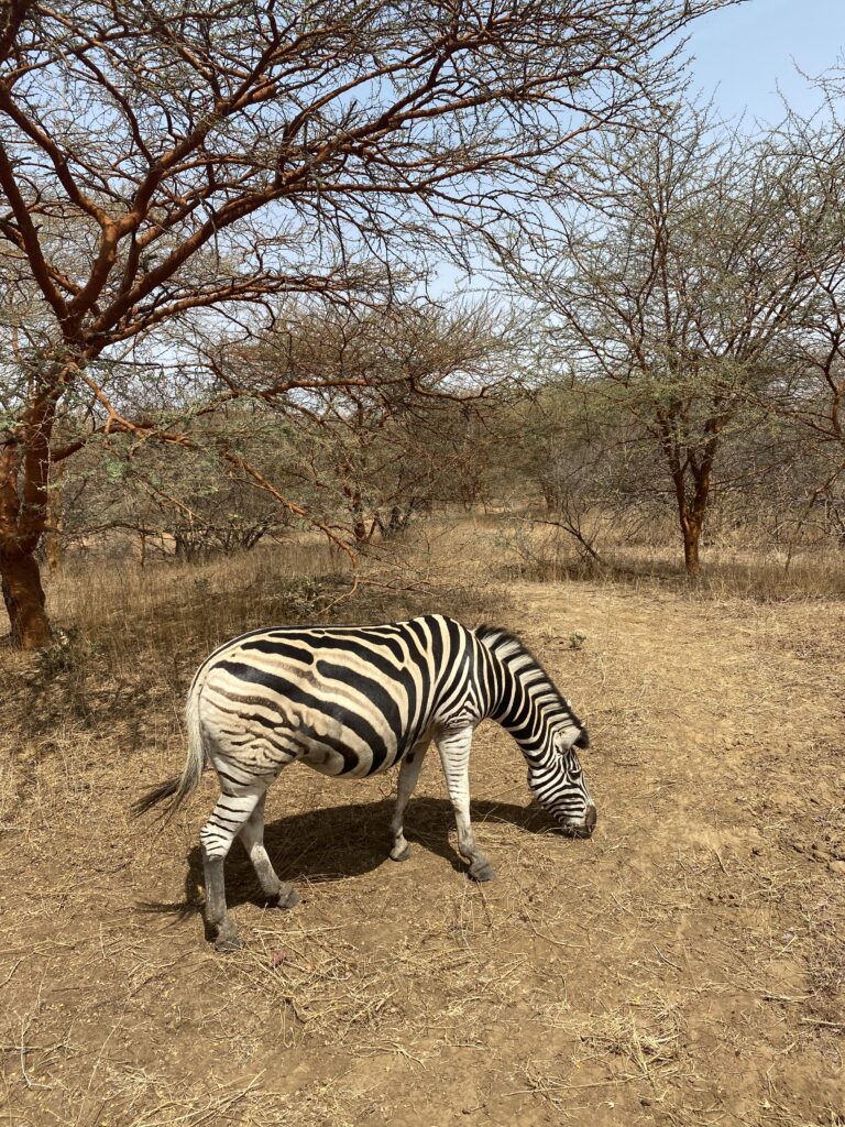 zebra at bandia reserve - what to do in saly senegal