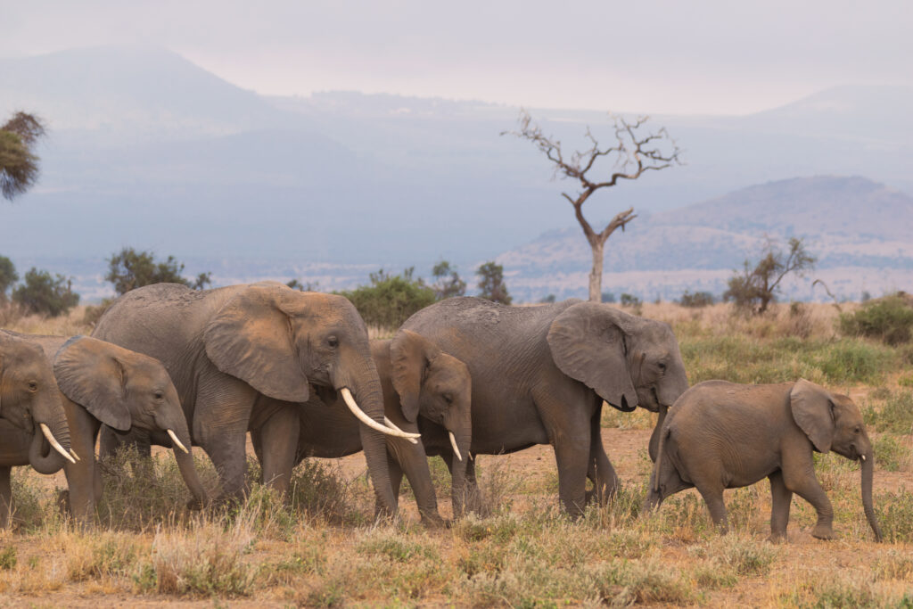 elephant herd at amboseli