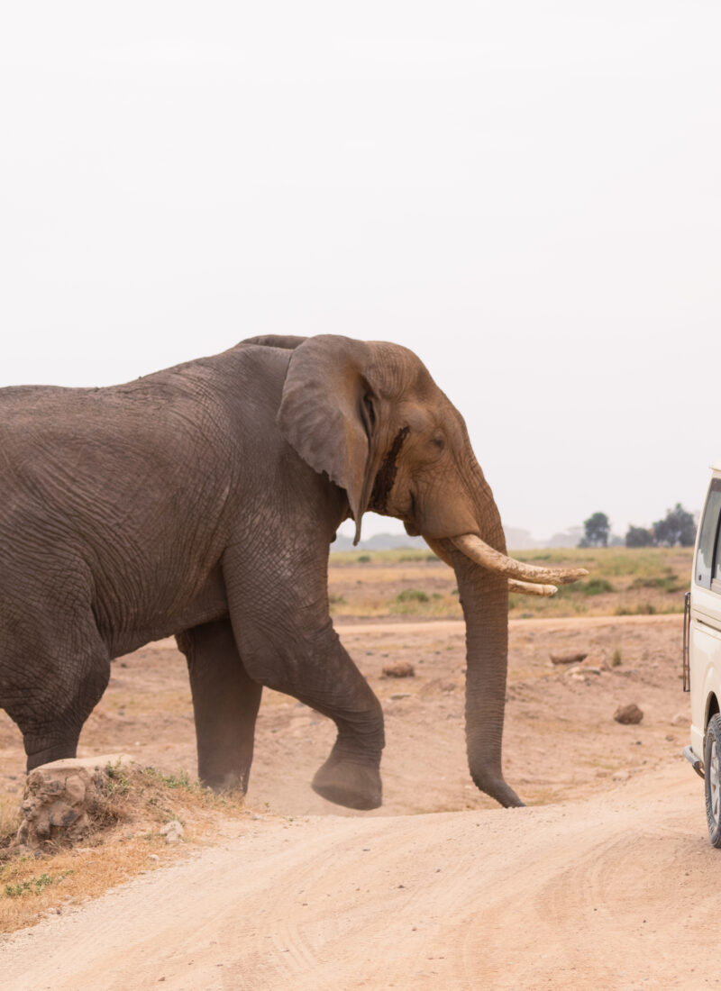elephant near safari vehicle