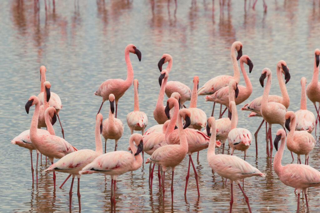 flamingos african safari