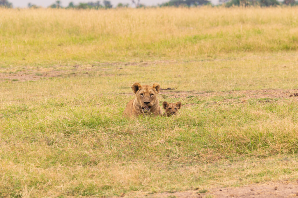 lioness and cub african safari