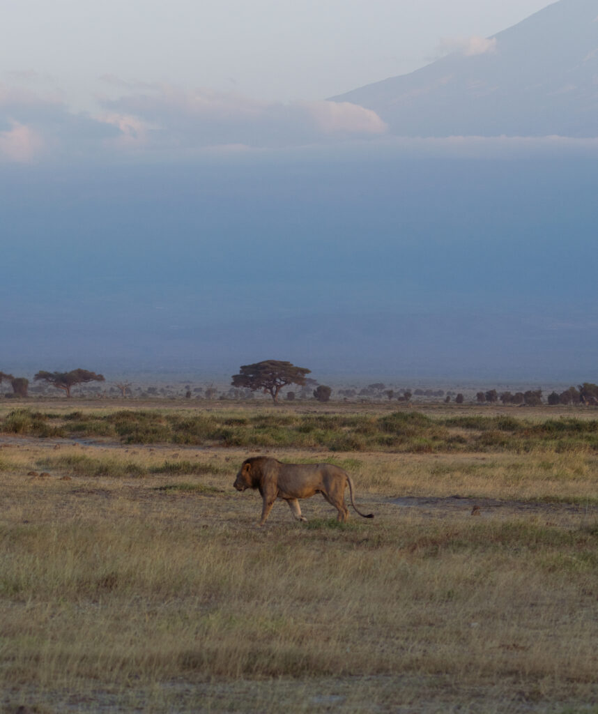 male lion in african safari