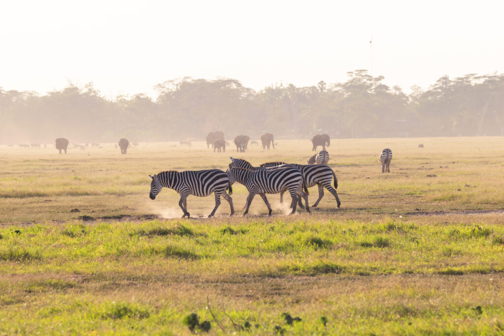 zebras on african safari