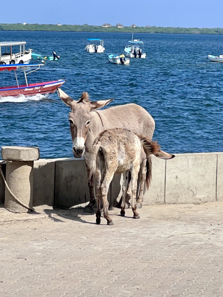 two donkeys on lamu island
