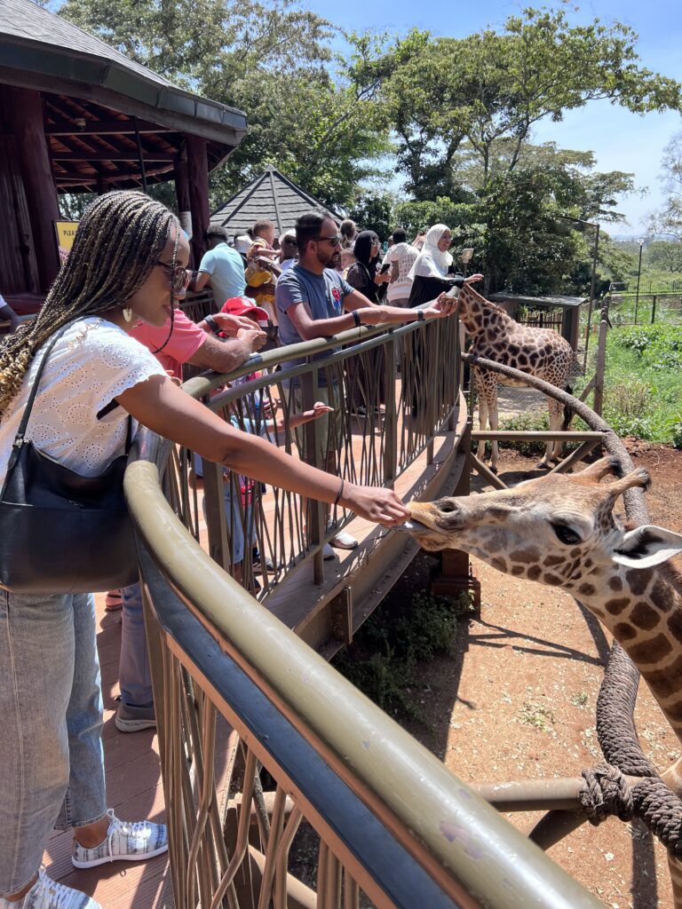 afoma feeding giraffes at giraffe center