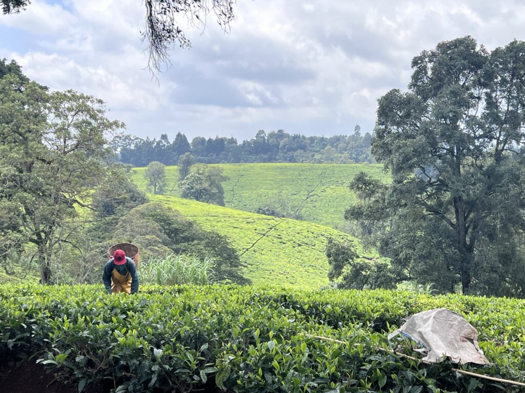 a tea farm in limuru kenya - kiambethu tea farm
